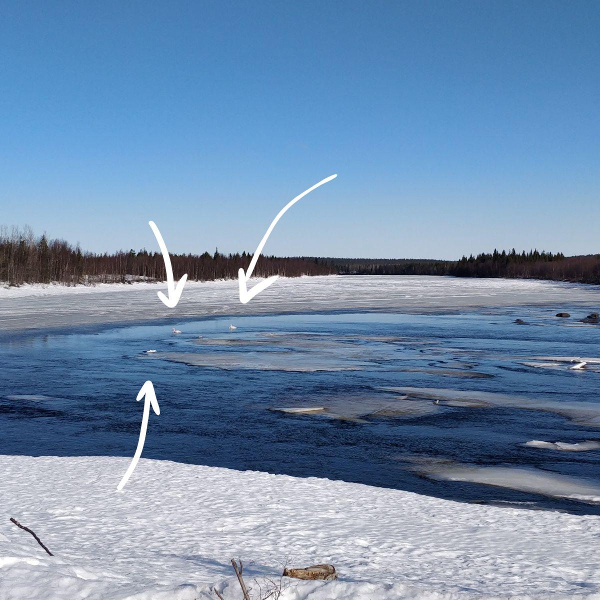 Drie wilde zwanen die eind april op open water tussen drijvende ijsschotsen rusten op een gedeeltelijk bevroren rivier in Fins Lapland, met daarachter besneeuwde oevers en bos.