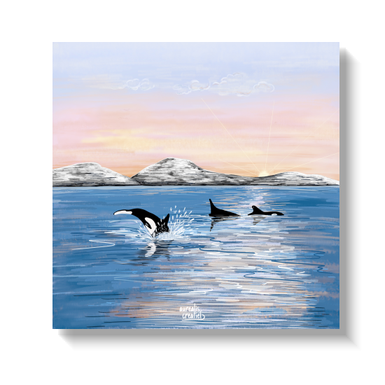 Orka’s springen uit het water in een pastelkleurige fjord met besneeuwde bergtoppen op de achtergrond.