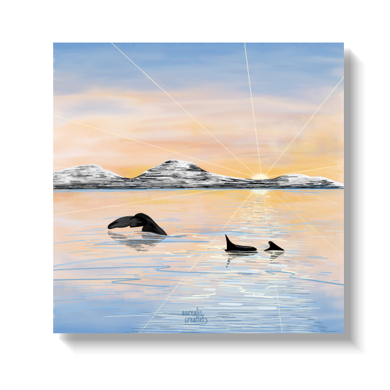Een walvisstaart en orka’s in kalm water onder een bleke zon.