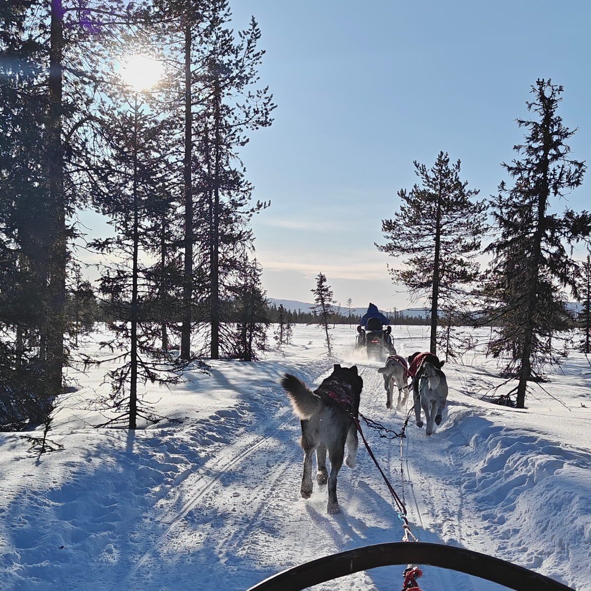 Een husky-safariteam rent door de sneeuw in Fins Lapland, gefotografeerd door Els Bancken