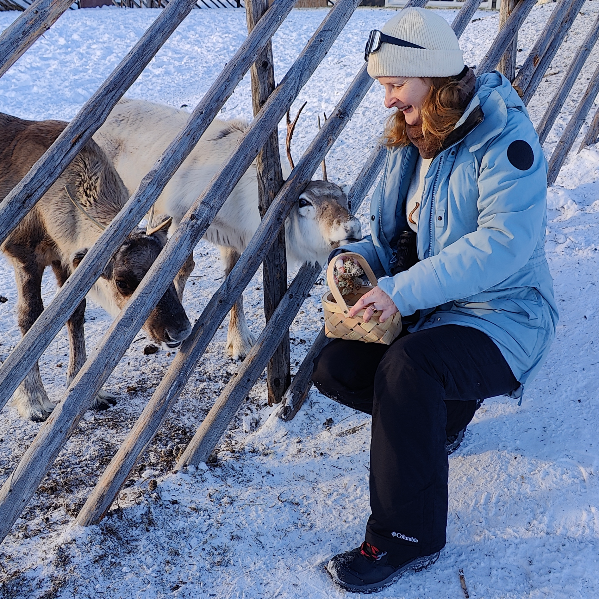 Een ontmoeting van dichtbij met rendieren in Fins Lapland, Els Bancken voederd de rendieren uit haar hand