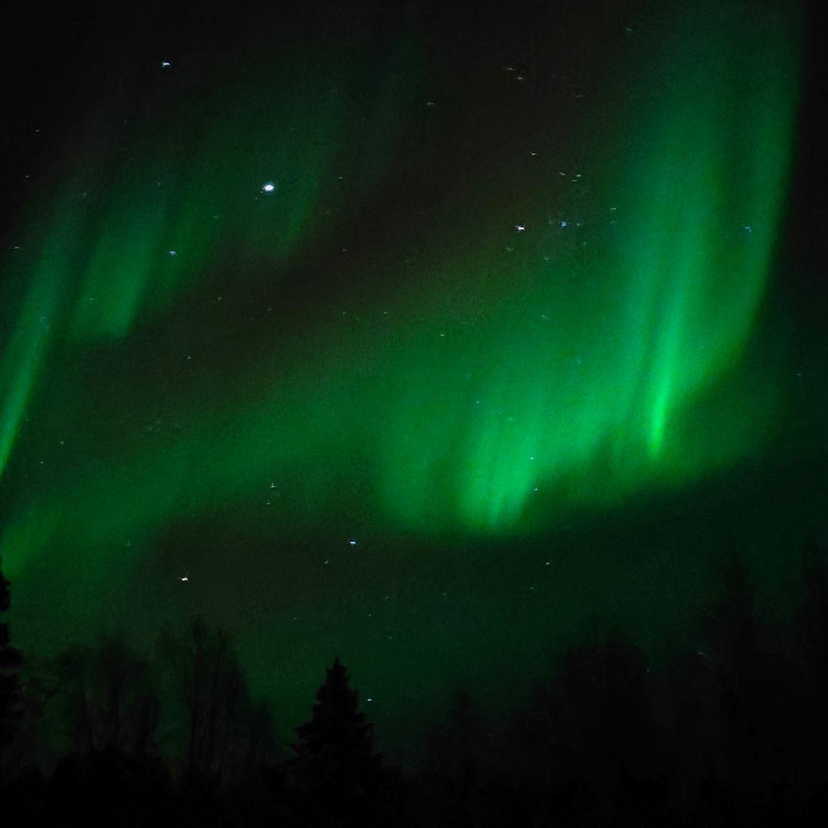 Groene noorderlichten die zich een boog vormen tegen de zwarte nachtelijke hemel boven de bomen bij een rivier in Fins Lapland, vlak voor de eerste sneeuw.