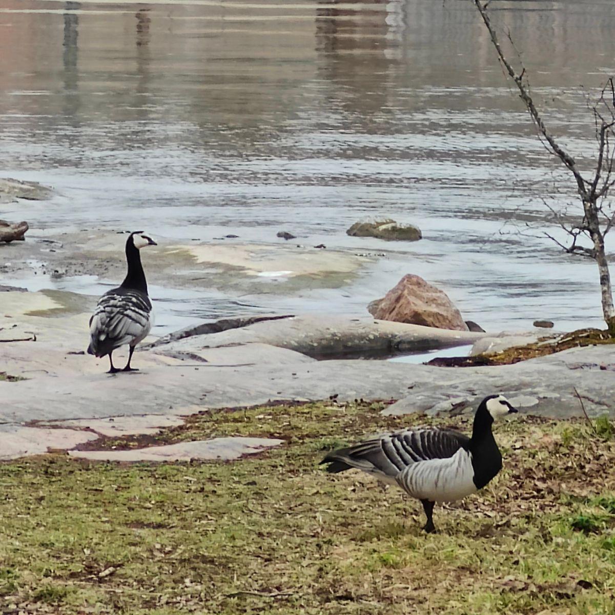 Brandganzen op een met gras begroeide oever in Helsinki, eind april, terwijl ze uitrusten tijdens hun voorjaarstrek naar het noorden, richting Lapland