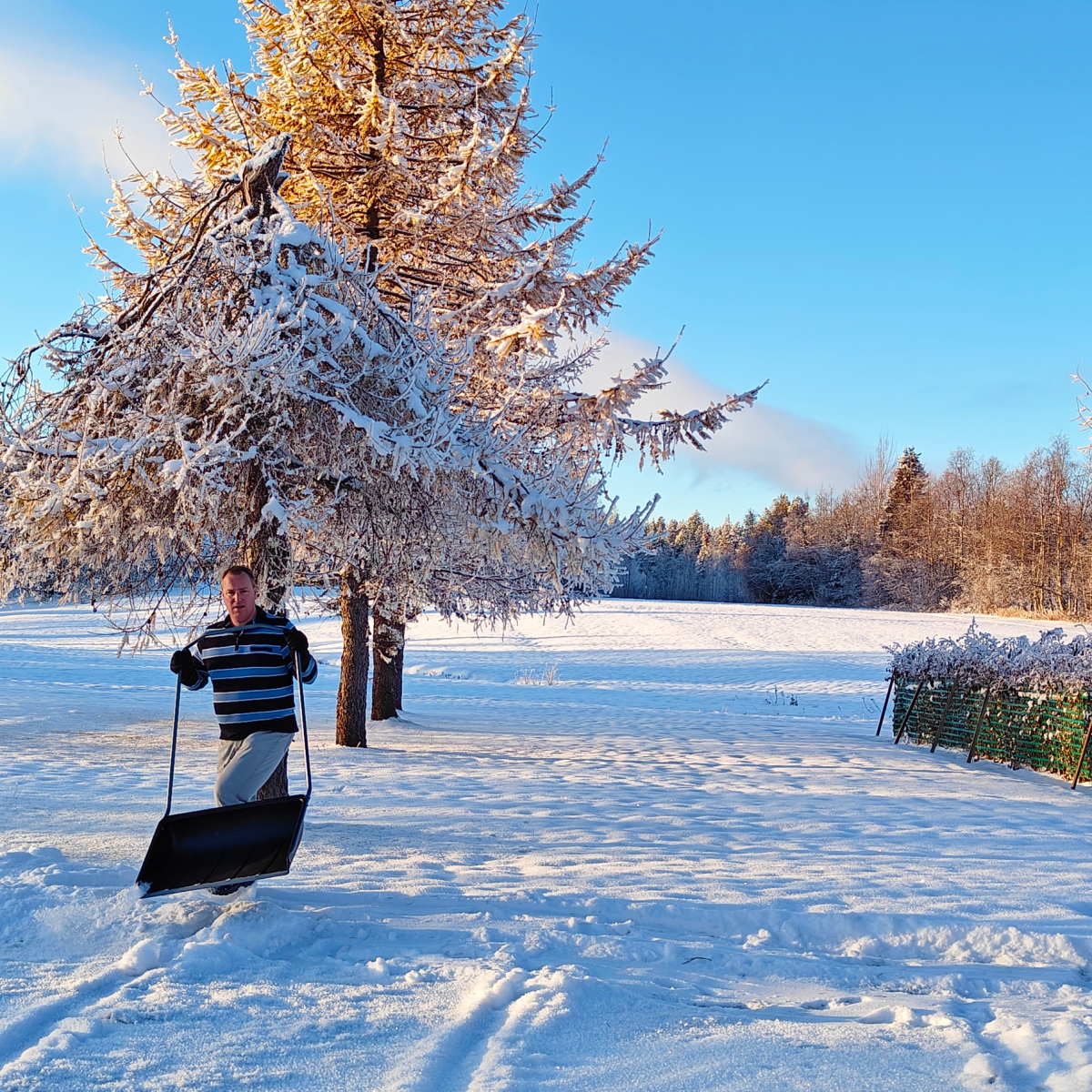 Iemand die eind november 2024 in Lapland een Finse sneeuwschuiver (lumikola) door verse sneeuw duwt.