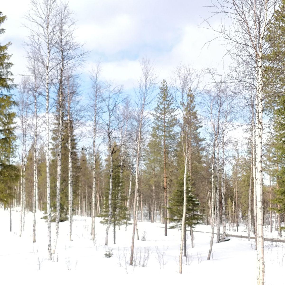 Smeltende sneeuwvelden in het voorjaar in Fins Lapland, waar tussen de diepe sneeuw de eerste stukjes kale grond en groen tevoorschijn komen.