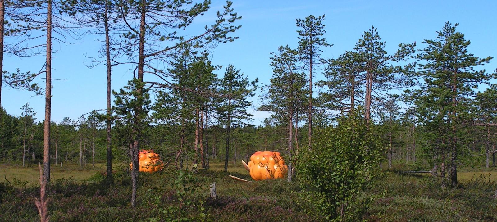 Een goudoranje bergbraam (lakka) die laag bij de grond groeit naast een houten promenade in Noord-Finland, zomer 2012.