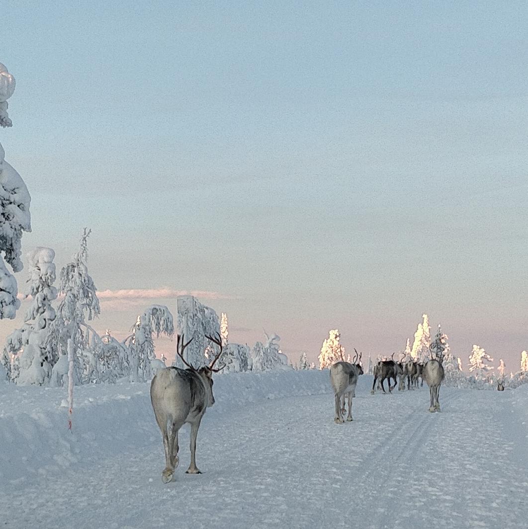 Een kudde rendieren die over een met sneeuw bedekte weg in Fins Lapland loopt, met aan weerszijden zwaar met sneeuw beladen bomen en gouden licht dat in de verte alleen de hoogste boomtoppen verlicht.