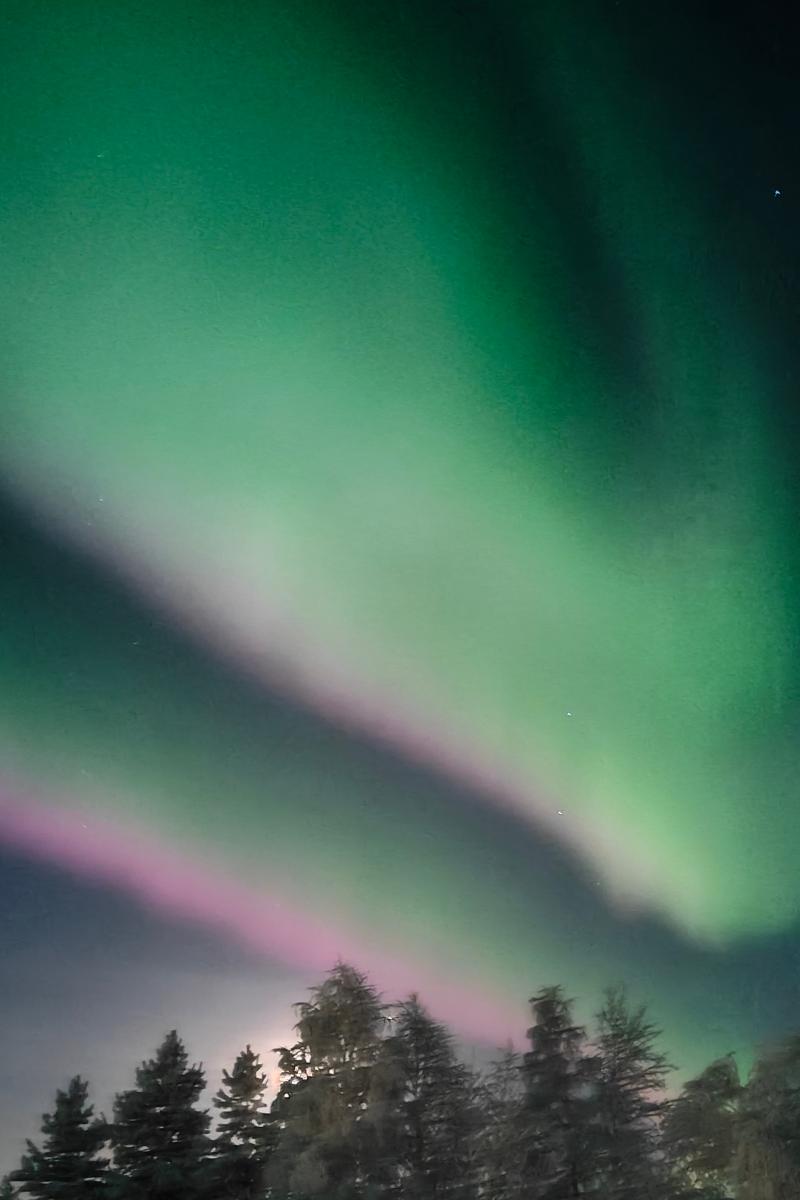 Felgroene aurora-gordijnen met een roze en magenta rand boven besneeuwde dennenbomen in Lapland.
