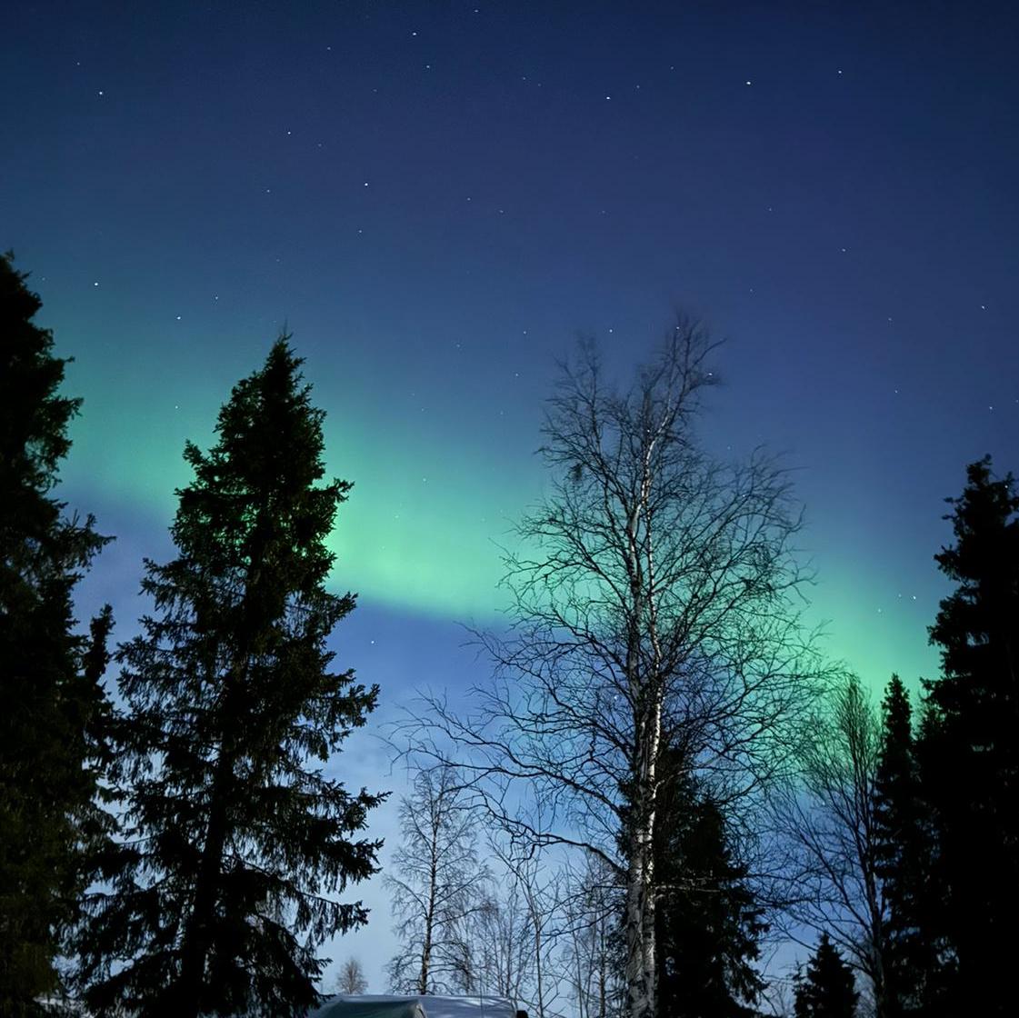 Een enkele, zachtgroene auroraband, laag boven met sneeuw bedekte sparren en een kale berk, onder een diepblauwe Laplandse hemel.