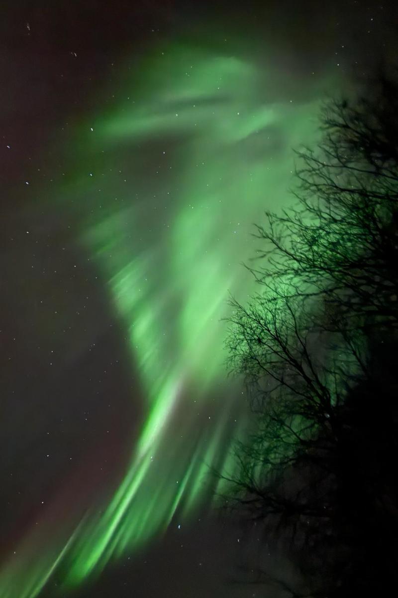 Een felgroene aurora schiet langs het donkere silhouet van een kale berkenboom.