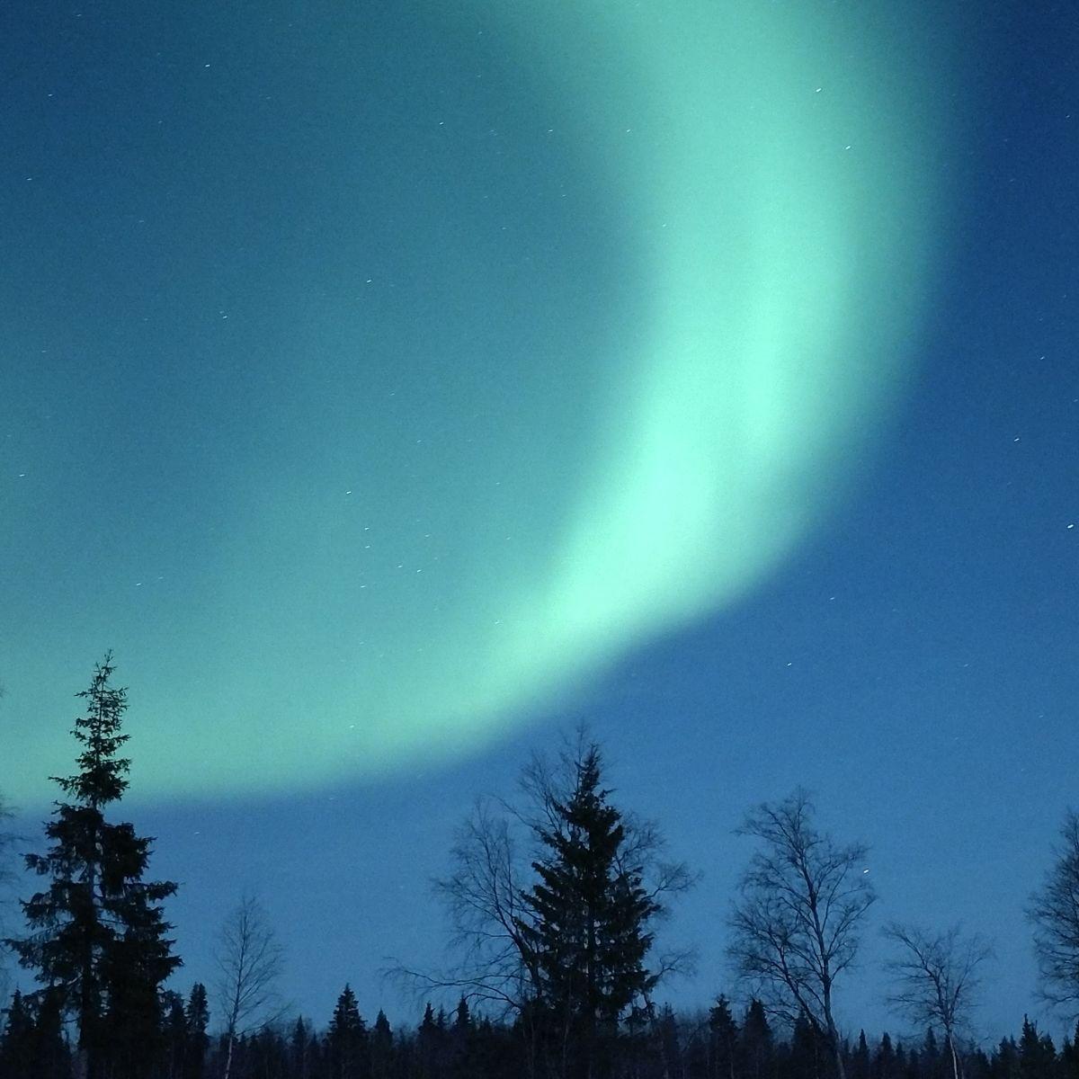 Groen noorderlicht boven dennenbomen-silhouetten, Fins Lapland