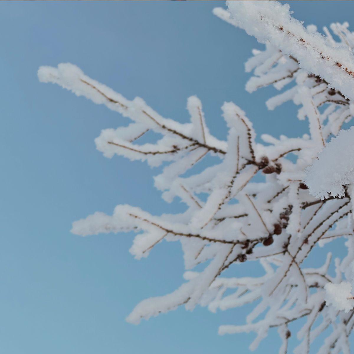Berken- en dennen takken die eind december in Lapland dik bedekt zijn met ijs en rijp.