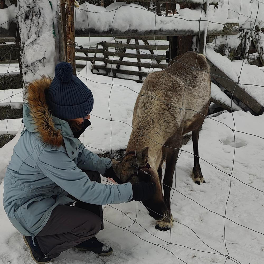 Een rendier dat door een hek leunt om door een bezoeker gekrabd te worden in Fins Lapland, februari 2023. Aurealis Creatief.