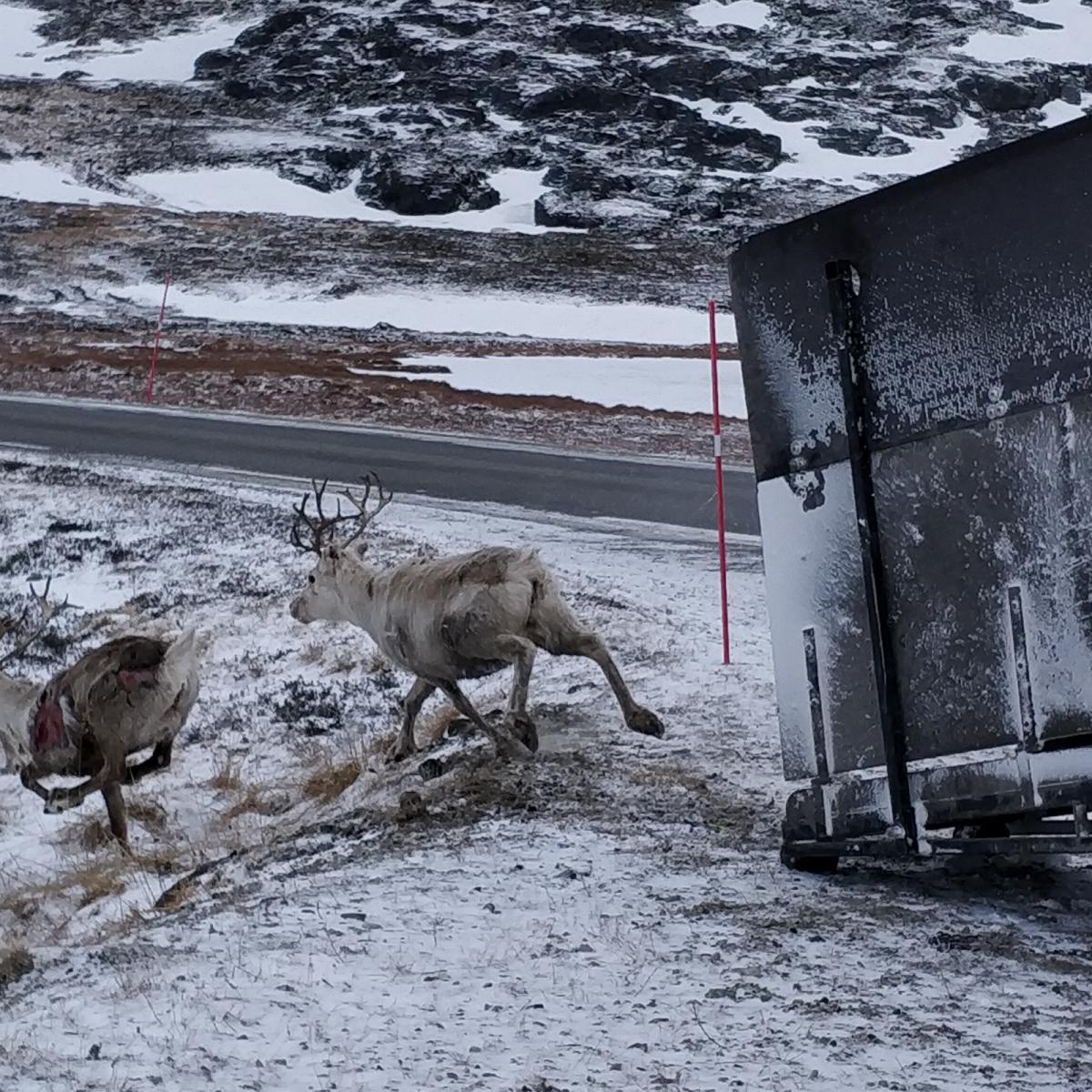 Rendieren die uit een vrachtwagen de open toendra in rennen bij Havøysund, Noord-Noorwegen, april 2022. Aurealis Creatief.