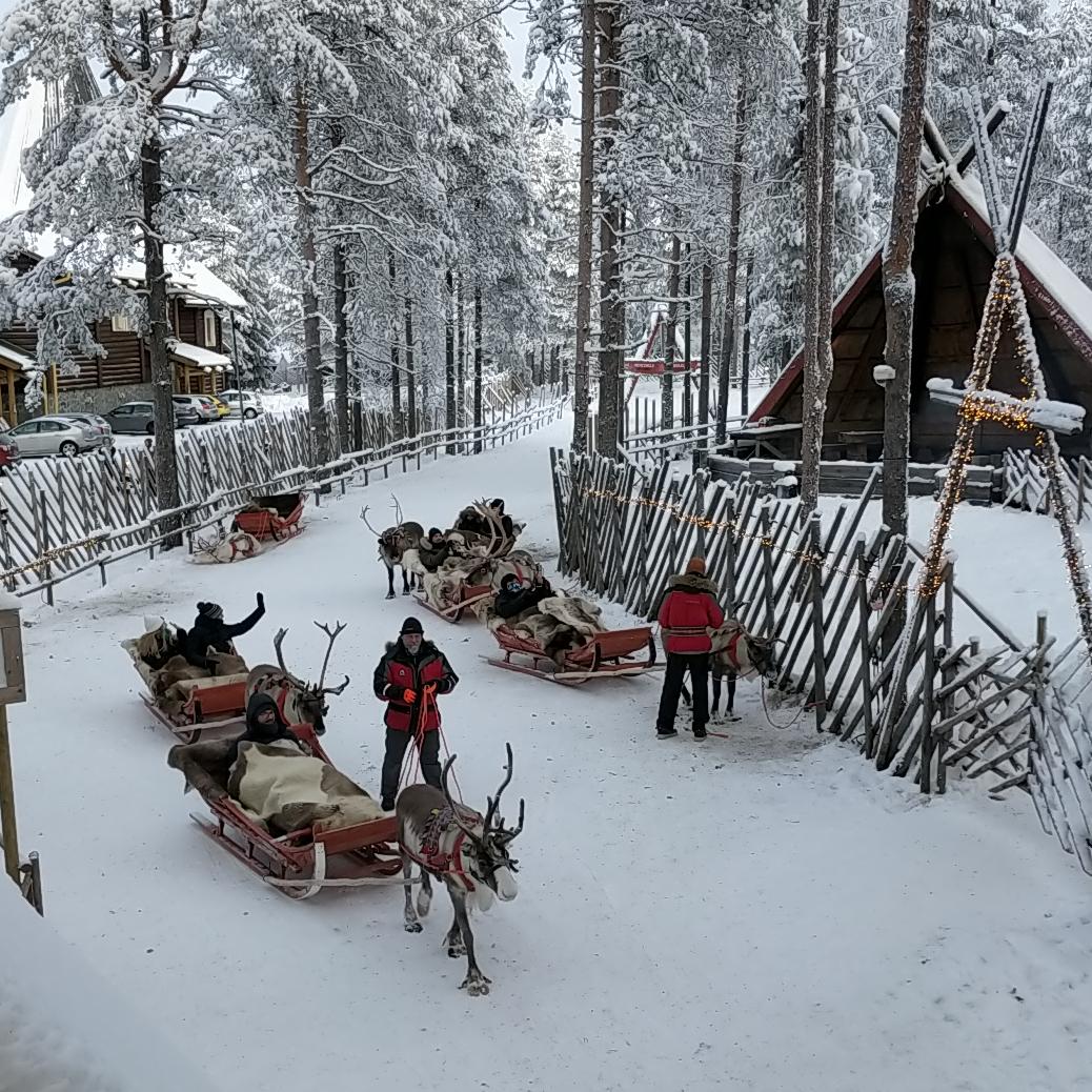 Rendieren, ingespannen voor houten sleeën, staan te wachten tussen besneeuwde dennenbomen in Rovaniemi, Fins Lapland, november 2019. Aurealis Creatief.