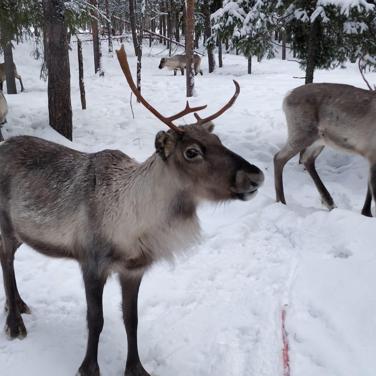 Rendier in besneeuwd bos, Kittilä, Fins Lapland in diepe winter
