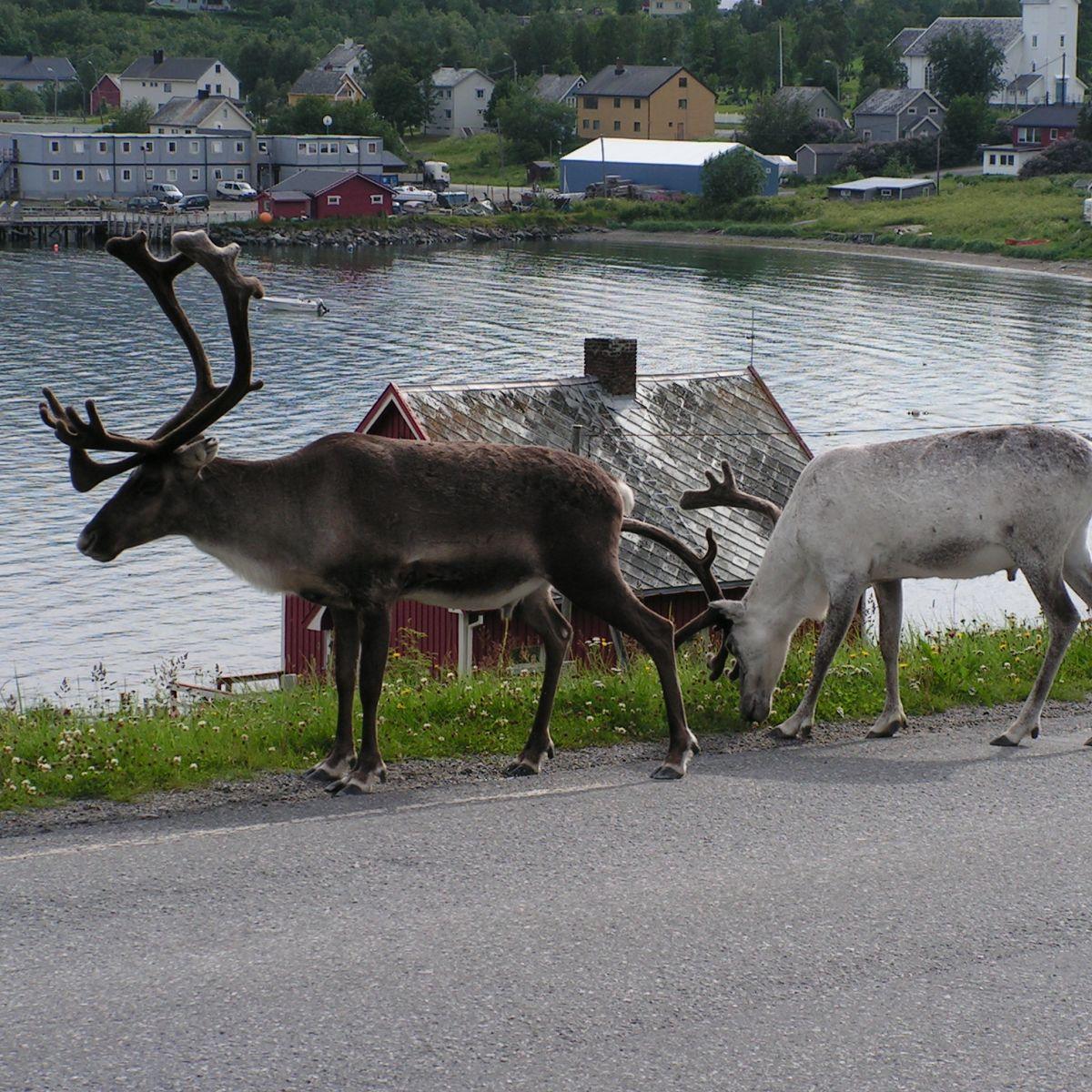 Rendieren met grote geweien die in de zomer langs de Noorse Arctische kust lopen, vrij om rond te zwerven op door de Sámi beheerd land.