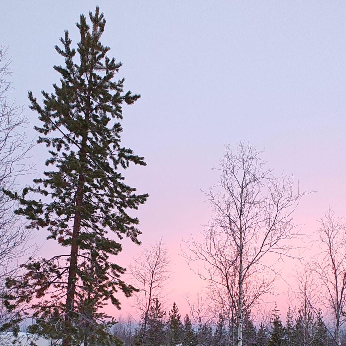 Een enkele dennenboom tegen een zachtroze en lila winterhemel in Fins Lapland, met diepe sneeuw eronder.