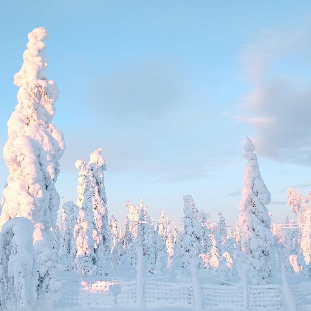 Met sneeuw bedekte dennenbomen in Fins Lapland, zo zwaar bedekt dat ze lijken op witte figuren die in het bos staan.