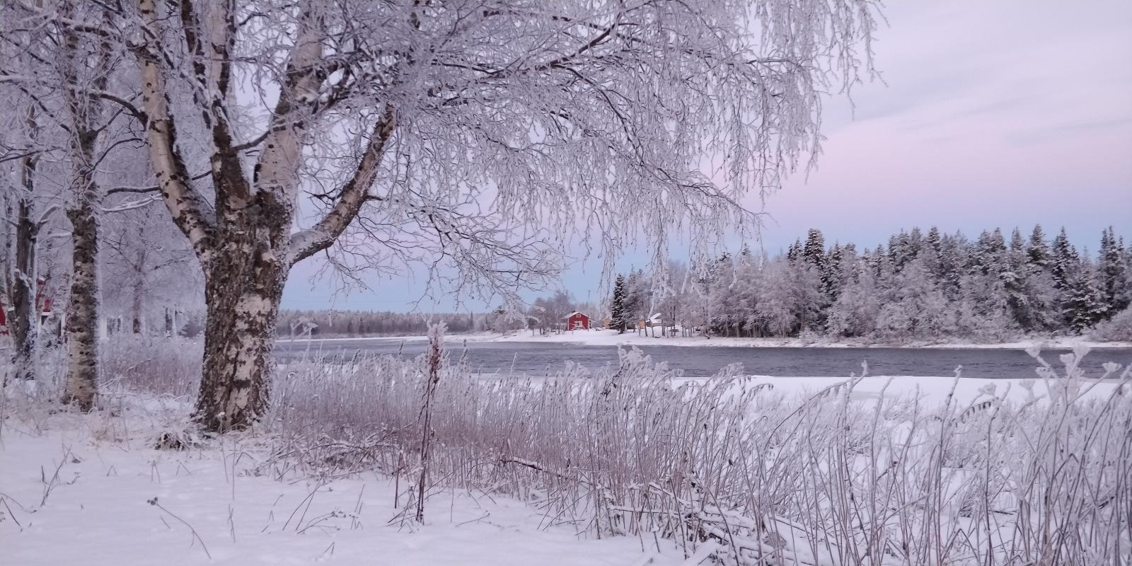 Foto van een kale berkenboom naast de bevroren Ounasjoki bij zonsopgang, met een pastelroze en blauwe lucht — de inspiratiebron voor de illustratie ‘Het kleine dorpje’.