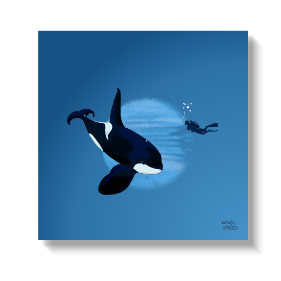Een orka die steil langs een kleine duiker duikt in helderblauw water.