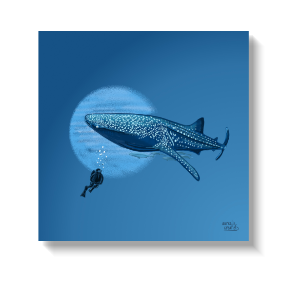 Een gevlekte walvishaai die boven een piepkleine duiker in blauw water glijdt.