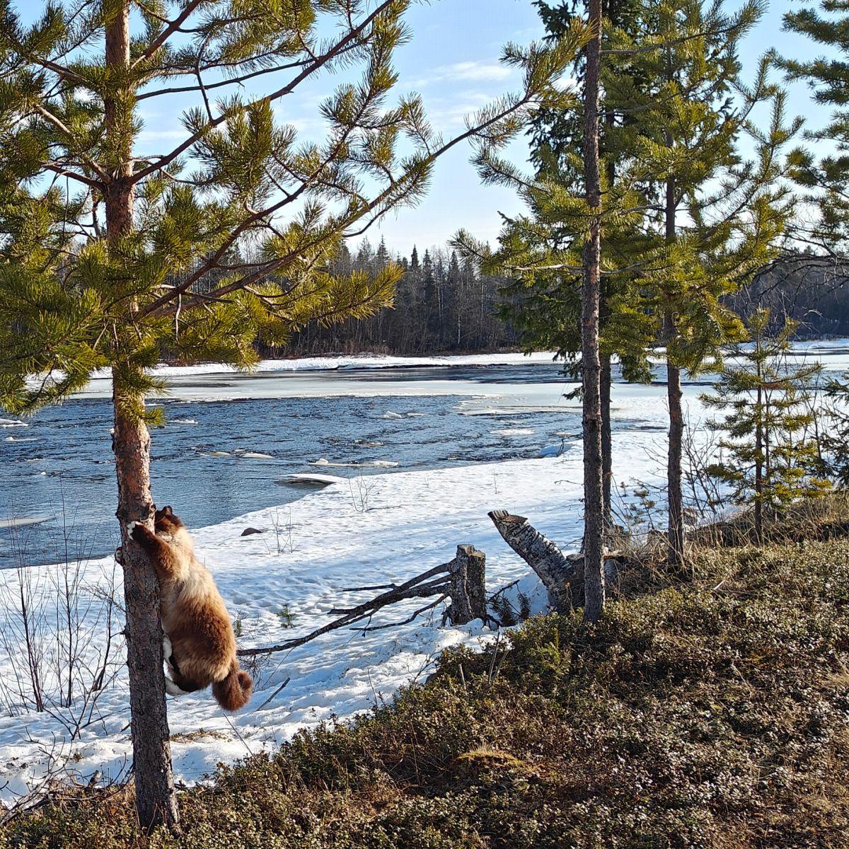 Een ontdooiende rivier in Fins Lapland eind april, drijvend ijs op open water, een sneeuwvrije oever met de eerste stukjes kale grond, en op de voorgrond een Ragdoll-kat die in een dennenboom klimt.